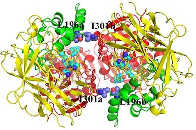 Efficient Cocaine Degradation by Cocaine Esterase-Loaded Red Blood Cells